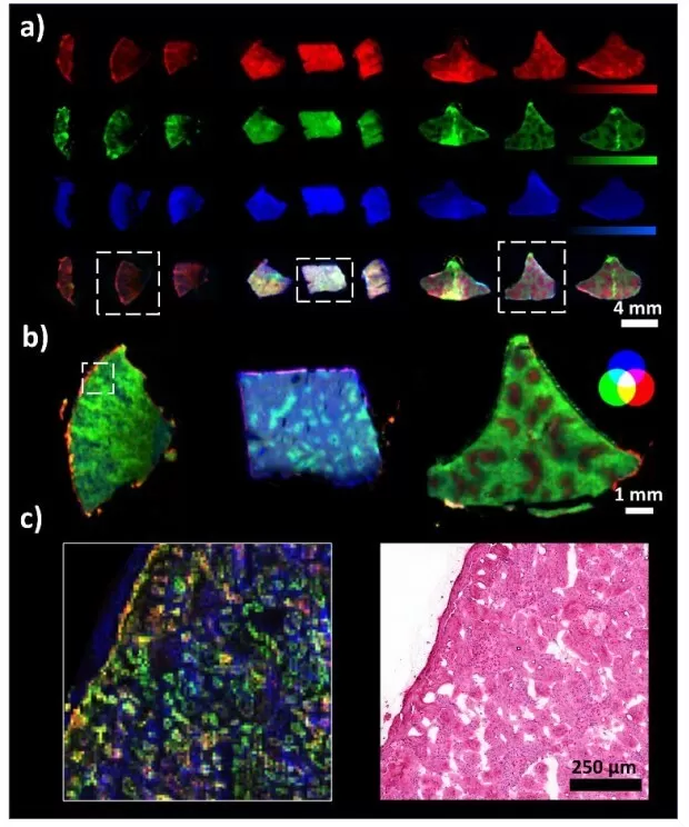 Figure 2. Reproducibility evaluation of the optimized embedding protocol and achievable imaging resolution